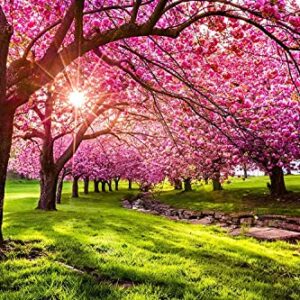 30 Pcs Weeping Sakura Seeds Plant Cherry Blossom Seeds,for Growing Seeds in The Garden or Home Vegetable Garden