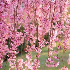 30 Pcs Weeping Sakura Seeds Plant Cherry Blossom Seeds,for Growing Seeds in The Garden or Home Vegetable Garden