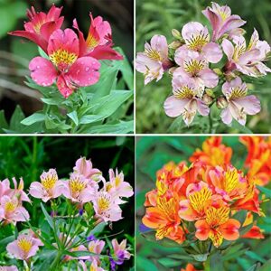 qauzuy garden 25 mixed peruvian lily (lily of the incas/princess lily) alstroemeria seeds perennial delicate flowers for bouquets flower arrangements attract pollinators