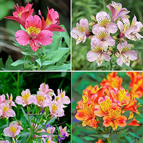 QAUZUY GARDEN 25 Mixed Peruvian Lily (Lily of The Incas/Princess Lily) Alstroemeria Seeds Perennial Delicate Flowers for Bouquets Flower Arrangements Attract Pollinators