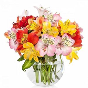 QAUZUY GARDEN 25 Mixed Peruvian Lily (Lily of The Incas/Princess Lily) Alstroemeria Seeds Perennial Delicate Flowers for Bouquets Flower Arrangements Attract Pollinators