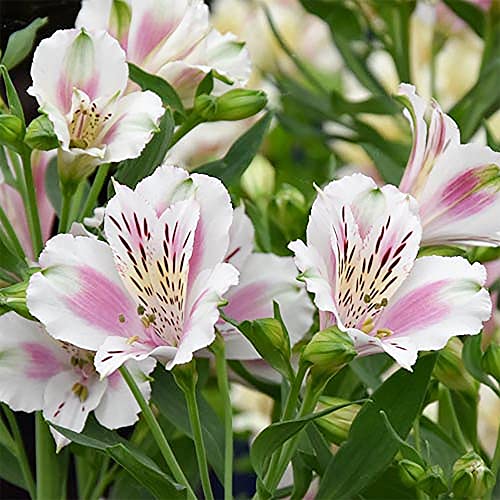 QAUZUY GARDEN 25 Mixed Peruvian Lily (Lily of The Incas/Princess Lily) Alstroemeria Seeds Perennial Delicate Flowers for Bouquets Flower Arrangements Attract Pollinators