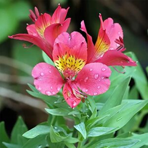 QAUZUY GARDEN 25 Mixed Peruvian Lily (Lily of The Incas/Princess Lily) Alstroemeria Seeds Perennial Delicate Flowers for Bouquets Flower Arrangements Attract Pollinators