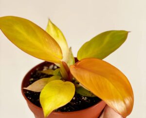 philodendron plant prince of orange live plant – 4” pot houseplant ornaments perennials garden growing planting can grow well pots gift
