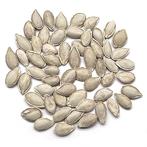 The Old Farmer's Almanac Heirloom Winter Squash Seeds (Waltham Butternut) - Approx 40 Seeds - Non-GMO, Open Pollinated, USA Origin