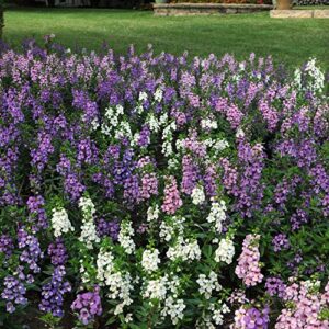 outsidepride angelonia serena summer snapdragon garden flower plant seed mix – 40 seeds