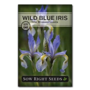 sow right seeds – wild blue iris flower seeds for planting – florist favorites – beautiful flowers to plant in your garden – non-gmo heirloom seeds – native perennial – wonderful gardening gifts