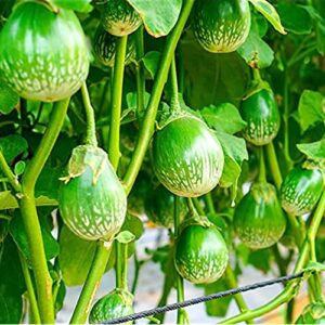 qauzuy garden 50 thai green eggplant seeds heirloom round thai baby eggplant – prolific & fast-growing – tasty tropical exotic asian vegetable for garden home outdoor
