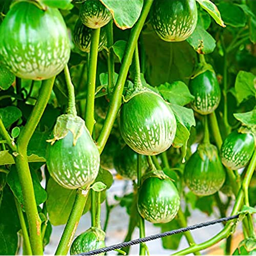 QAUZUY GARDEN 50 Thai Green Eggplant Seeds Heirloom Round Thai Baby Eggplant - Prolific & Fast-Growing - Tasty Tropical Exotic Asian Vegetable for Garden Home Outdoor