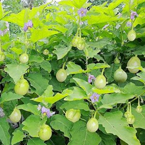 QAUZUY GARDEN 50 Thai Green Eggplant Seeds Heirloom Round Thai Baby Eggplant - Prolific & Fast-Growing - Tasty Tropical Exotic Asian Vegetable for Garden Home Outdoor