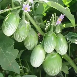 QAUZUY GARDEN 50 Thai Green Eggplant Seeds Heirloom Round Thai Baby Eggplant - Prolific & Fast-Growing - Tasty Tropical Exotic Asian Vegetable for Garden Home Outdoor