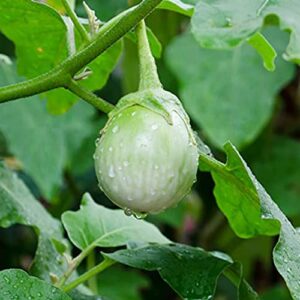 QAUZUY GARDEN 50 Thai Green Eggplant Seeds Heirloom Round Thai Baby Eggplant - Prolific & Fast-Growing - Tasty Tropical Exotic Asian Vegetable for Garden Home Outdoor