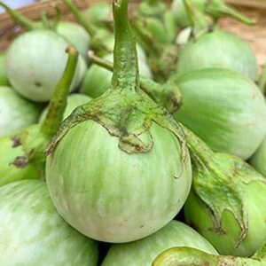 QAUZUY GARDEN 50 Thai Green Eggplant Seeds Heirloom Round Thai Baby Eggplant - Prolific & Fast-Growing - Tasty Tropical Exotic Asian Vegetable for Garden Home Outdoor