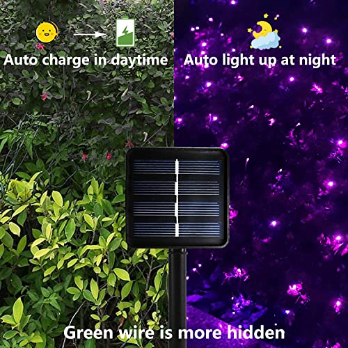 Curyidy Solar String Lights Purple Halloween Decor, 2 Pack 200 LED Solar String Lights Outdoor Waterproof 72ft 8 Modes Fairy Lights for Patio, Yard, Garden, Pathway, Xmas Tree Decor -72ft