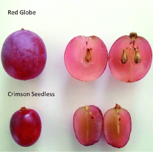 CHUXAY GARDEN Giant Red Globe Grape Seed 10 Seeds Sweet Fruit Non-GMO Organic Great Gardening Gifts