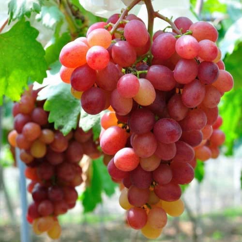 CHUXAY GARDEN Giant Red Globe Grape Seed 10 Seeds Sweet Fruit Non-GMO Organic Great Gardening Gifts