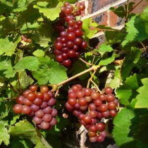 CHUXAY GARDEN Giant Red Globe Grape Seed 10 Seeds Sweet Fruit Non-GMO Organic Great Gardening Gifts