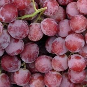 CHUXAY GARDEN Giant Red Globe Grape Seed 10 Seeds Sweet Fruit Non-GMO Organic Great Gardening Gifts