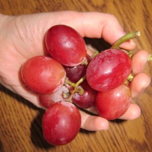CHUXAY GARDEN Giant Red Globe Grape Seed 10 Seeds Sweet Fruit Non-GMO Organic Great Gardening Gifts