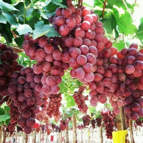 CHUXAY GARDEN Giant Red Globe Grape Seed 10 Seeds Sweet Fruit Non-GMO Organic Great Gardening Gifts