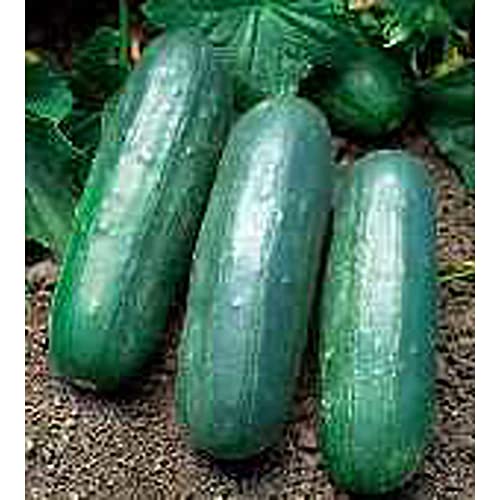 Eureka Cucumbers Seeds (20+ Seeds) | Non GMO | Vegetable Fruit Herb Flower Seeds for Planting | Home Garden Greenhouse Pack