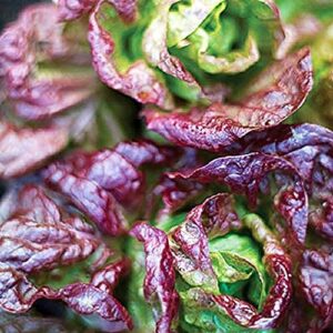 david’s garden seeds lettuce butterhead marvel of four seasons fba-1248 (purple) 200 non-gmo, heirloom seeds