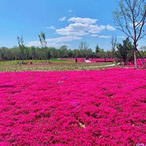 Seeds Of Strength Thyme Seeds - 2000 Mix Red Creeping Thymus Ground Cover Bulk for Planting Flower Home Garden