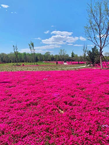 Seeds Of Strength Thyme Seeds - 2000 Mix Red Creeping Thymus Ground Cover Bulk for Planting Flower Home Garden