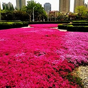 Seeds Of Strength Thyme Seeds - 2000 Mix Red Creeping Thymus Ground Cover Bulk for Planting Flower Home Garden