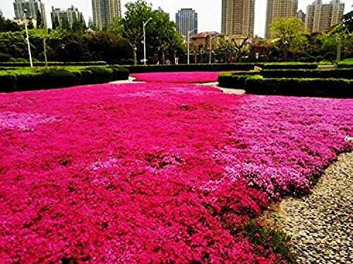 Seeds Of Strength Thyme Seeds - 2000 Mix Red Creeping Thymus Ground Cover Bulk for Planting Flower Home Garden