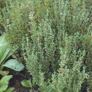 Winter Thyme Seeds - 500 mg Packet ~1,650+ Seeds - Thyme Herb Seeds for Planting - for The Outdoor or Indoor Herb Garden - Use as Ground Cover Seeds, Herb Seeds, Flower Seeds