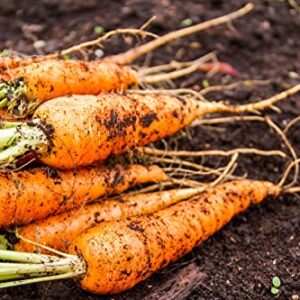 RattleFree Little Finger Carrot Seeds,Heirloom and Non-GMO Carrot Seeds,Vegetable Seeds for Planting Outdoor Home Gardens,Planting Instructions Included