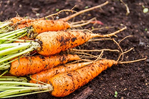 RattleFree Little Finger Carrot Seeds,Heirloom and Non-GMO Carrot Seeds,Vegetable Seeds for Planting Outdoor Home Gardens,Planting Instructions Included