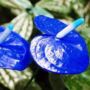 QAUZUY GARDEN 100 Seeds Blue Anthurium-Tailflower Flamingo Laceleaf Flower Seeds Tropical  Exotic Plant Purify Indoor Air Velvet Cardboard Easy to Grow & Maintain