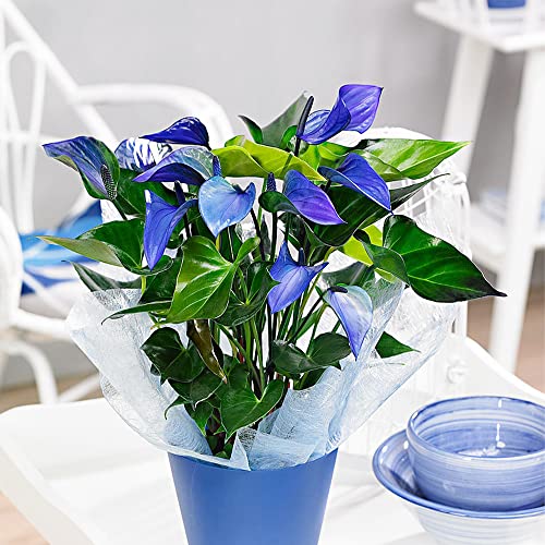 QAUZUY GARDEN 100 Seeds Blue Anthurium-Tailflower Flamingo Laceleaf Flower Seeds Tropical  Exotic Plant Purify Indoor Air Velvet Cardboard Easy to Grow & Maintain