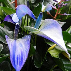 QAUZUY GARDEN 100 Seeds Blue Anthurium-Tailflower Flamingo Laceleaf Flower Seeds Tropical  Exotic Plant Purify Indoor Air Velvet Cardboard Easy to Grow & Maintain