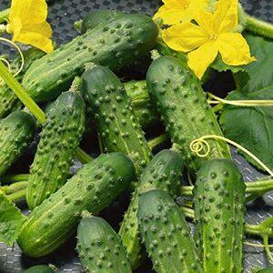 organic calypso cucumber – 1 gram ~25-35 seeds – non-gmo, organic, hybrid f1 – farm & garden vegetable gardening seeds