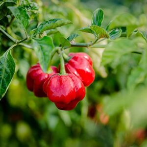 david’s garden seeds pepper hot scotch bonnet red 4159 (red) 25 non-gmo, heirloom seeds