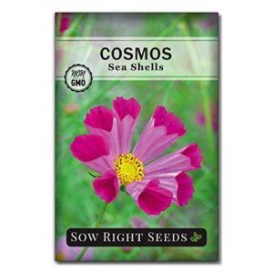 sow right seeds -sea shells cosmos flower seed for planting, beautiful flowers to plant in your garden; non-gmo heirloom seeds; wonderful gardening gifts (1)