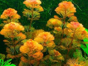 red cabomba aquarium plants live for growing indoor, 5 stems, 4 inches to 6 inches tall, planting ornaments perennial garden simple to grow pots gifts