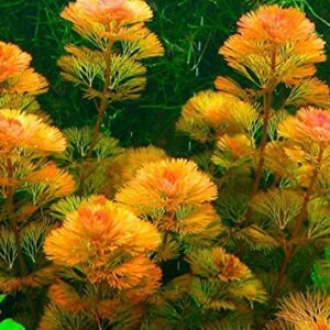 Red Cabomba Aquarium Plants Live for Growing Indoor, 5 Stems, 4 Inches to 6 Inches Tall, Planting Ornaments Perennial Garden Simple to Grow Pots Gifts