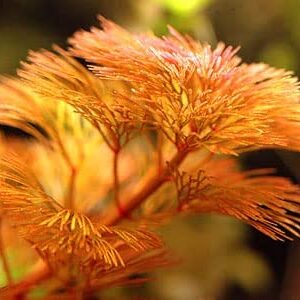 Red Cabomba Aquarium Plants Live for Growing Indoor, 5 Stems, 4 Inches to 6 Inches Tall, Planting Ornaments Perennial Garden Simple to Grow Pots Gifts