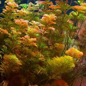 Red Cabomba Aquarium Plants Live for Growing Indoor, 5 Stems, 4 Inches to 6 Inches Tall, Planting Ornaments Perennial Garden Simple to Grow Pots Gifts