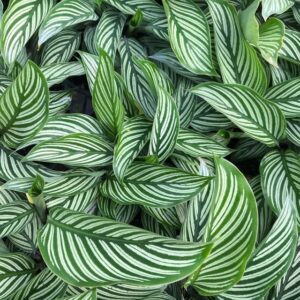 Calathea Vittata (Peacock Plant) Live Plant for Garden - 2" Pot Live Plant