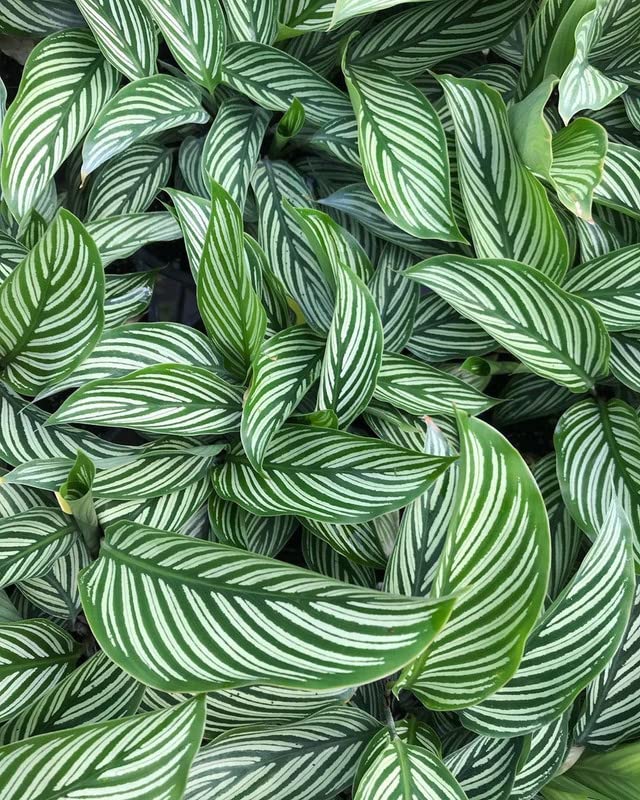 Calathea Vittata (Peacock Plant) Live Plant for Garden - 2" Pot Live Plant