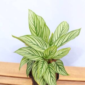 Calathea Vittata (Peacock Plant) Live Plant for Garden - 2" Pot Live Plant