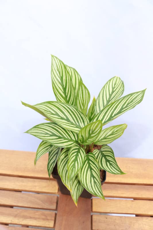 Calathea Vittata (Peacock Plant) Live Plant for Garden - 2" Pot Live Plant