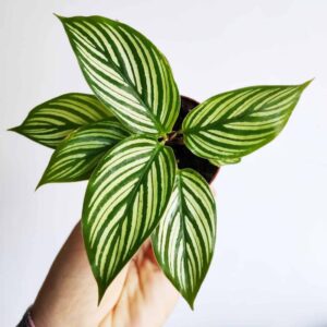 Calathea Vittata (Peacock Plant) Live Plant for Garden - 2" Pot Live Plant