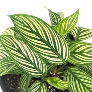 Calathea Vittata (Peacock Plant) Live Plant for Garden - 2" Pot Live Plant