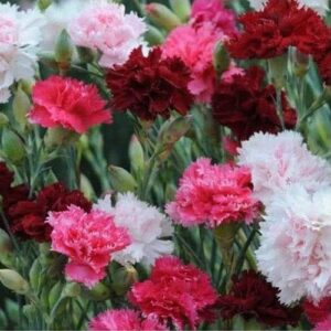 Outsidepride Perennial Dianthus Sonata Garden Cutting Flowers for Vases, Bouquets - 10000 Seeds